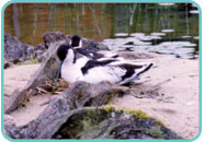 Nesting Avocet Nesting Avocet