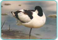 Roosting Avocet