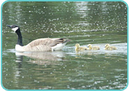 Canada Goose with Gosings