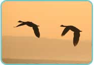 Canada Geese at dawn