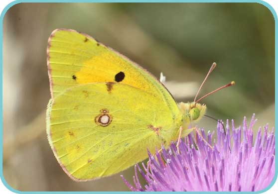 The Clouded Yellow thumb