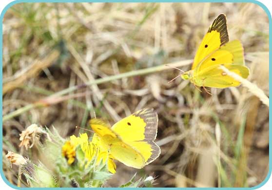 Clouded Yellows thumb