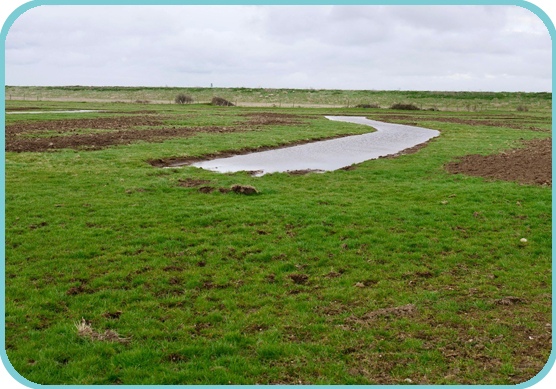 Excavated scrape pumped full and ready the breeding waders thumb