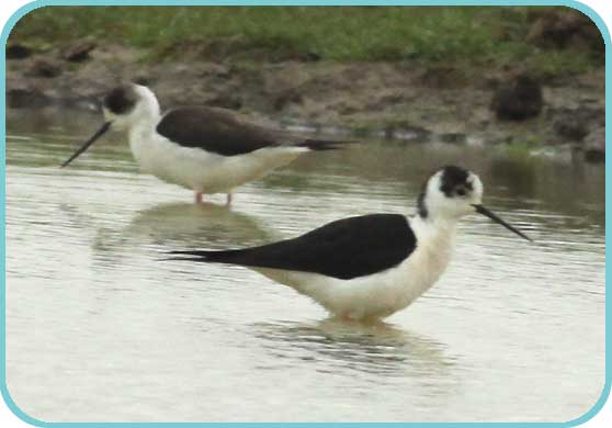 Black-winged Stilts at Cooling - Mick Brotherwood thumb
