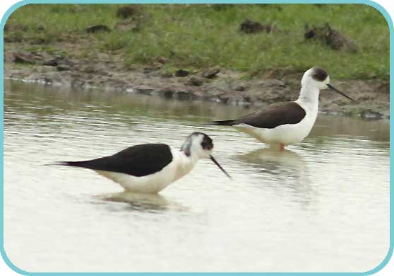 Black-winged Stilts at Cooling - Mick Brotherwood thumb