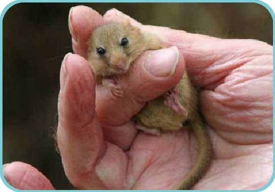 Dormice are among Britain's rarest mammals thumb