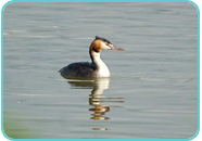Great Crested Grebe