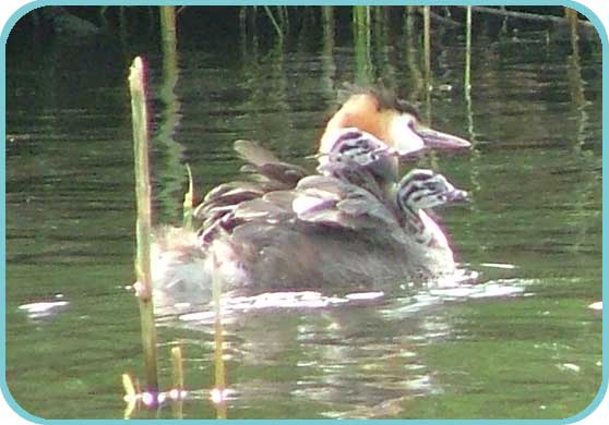 Grebe carrying chicks thumb