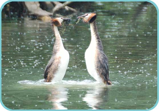 Great Crested Grebes displaying thumb