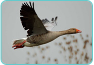 Greylag Goose