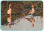 A pair of greylag geese