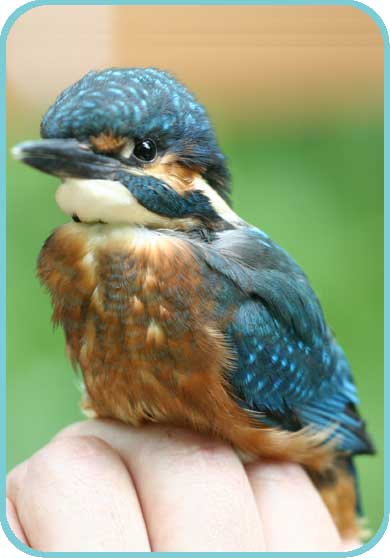 A juvenile kingfisher ready for release thumb