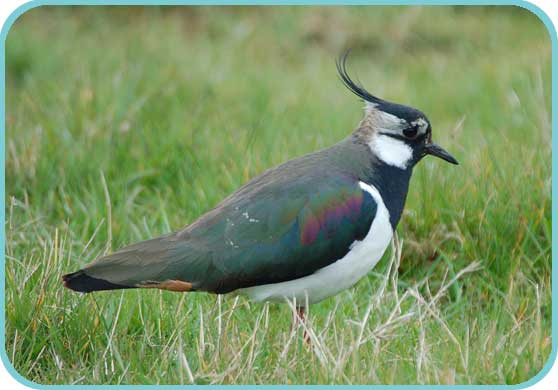 Lapwing (Vanellus vanellus) thumb