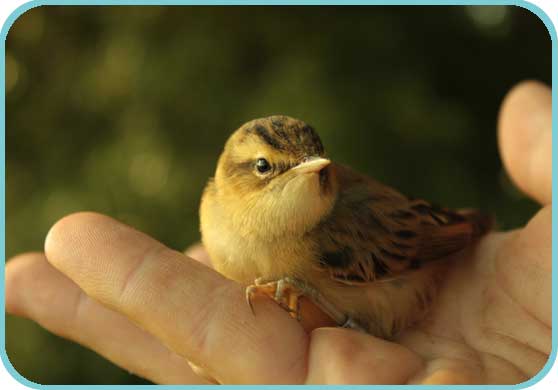 Bird in the hand (Sedge Warbler) thumb