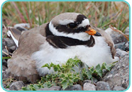 Ringed Plover
