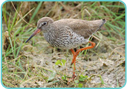 Redshank