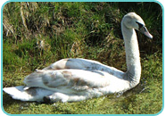 Immature Mute Swan