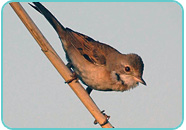 Reed Warbler