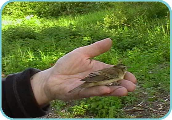 Willow warbler thumb